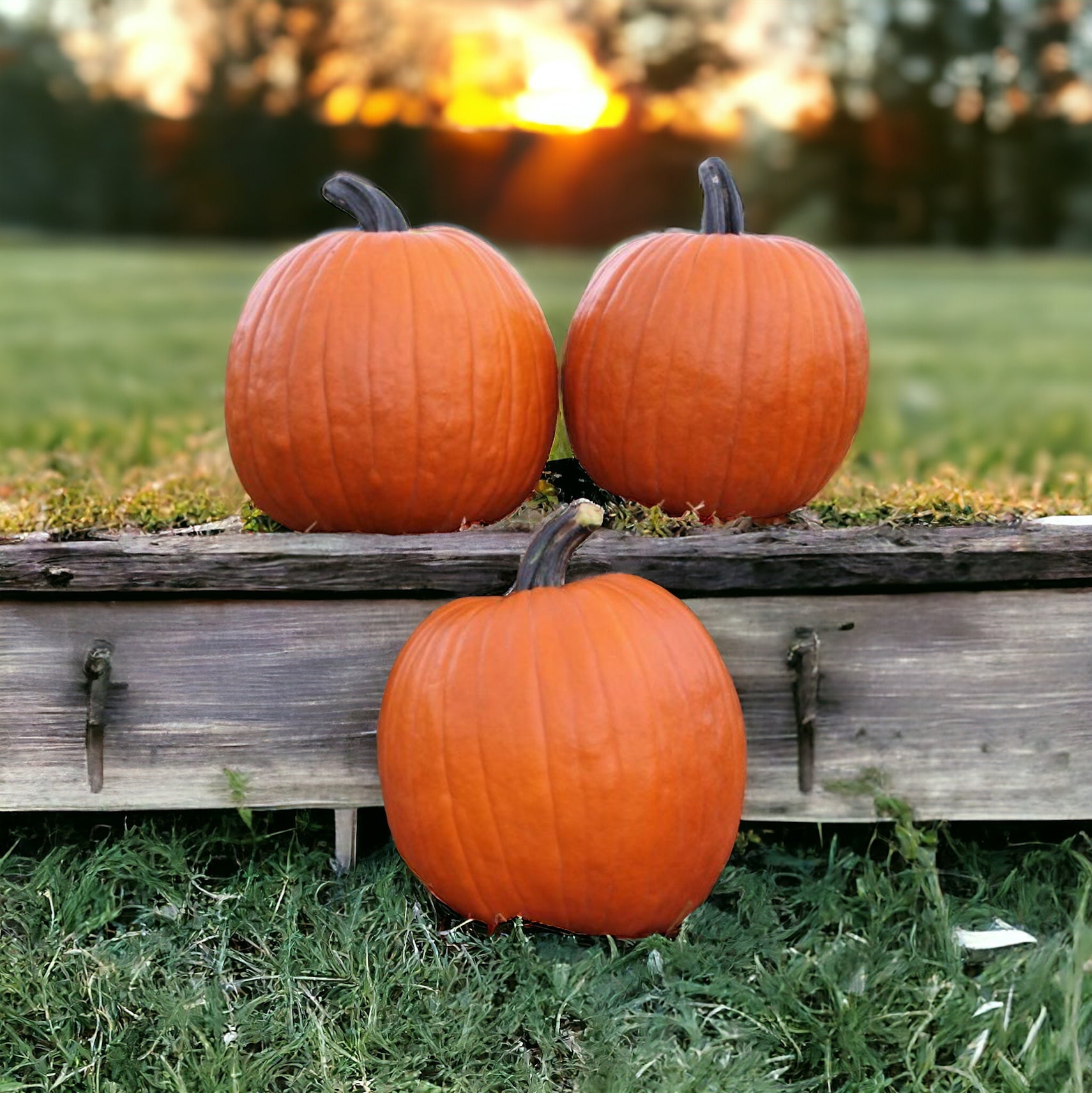 Pumpkin Spice items showcased on a bench with a warm sunset backdrop